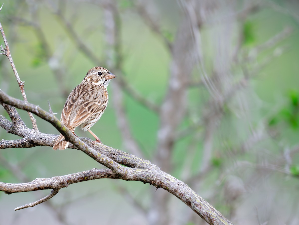 Vesper Sparrow - ML620687808