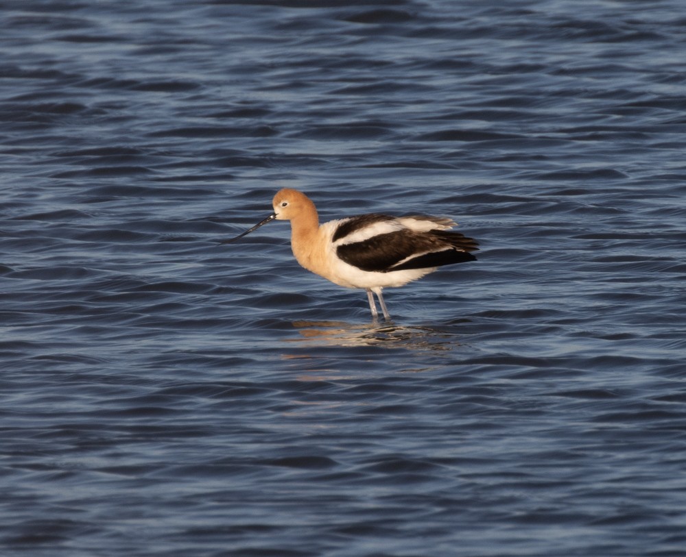 Avoceta Americana - ML620687809