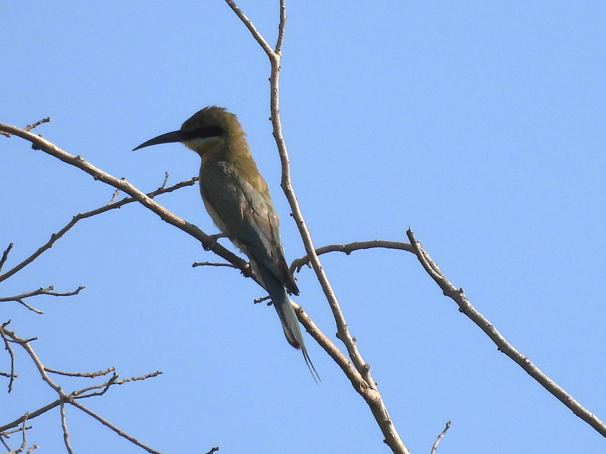 Blue-tailed Bee-eater - ML620687812