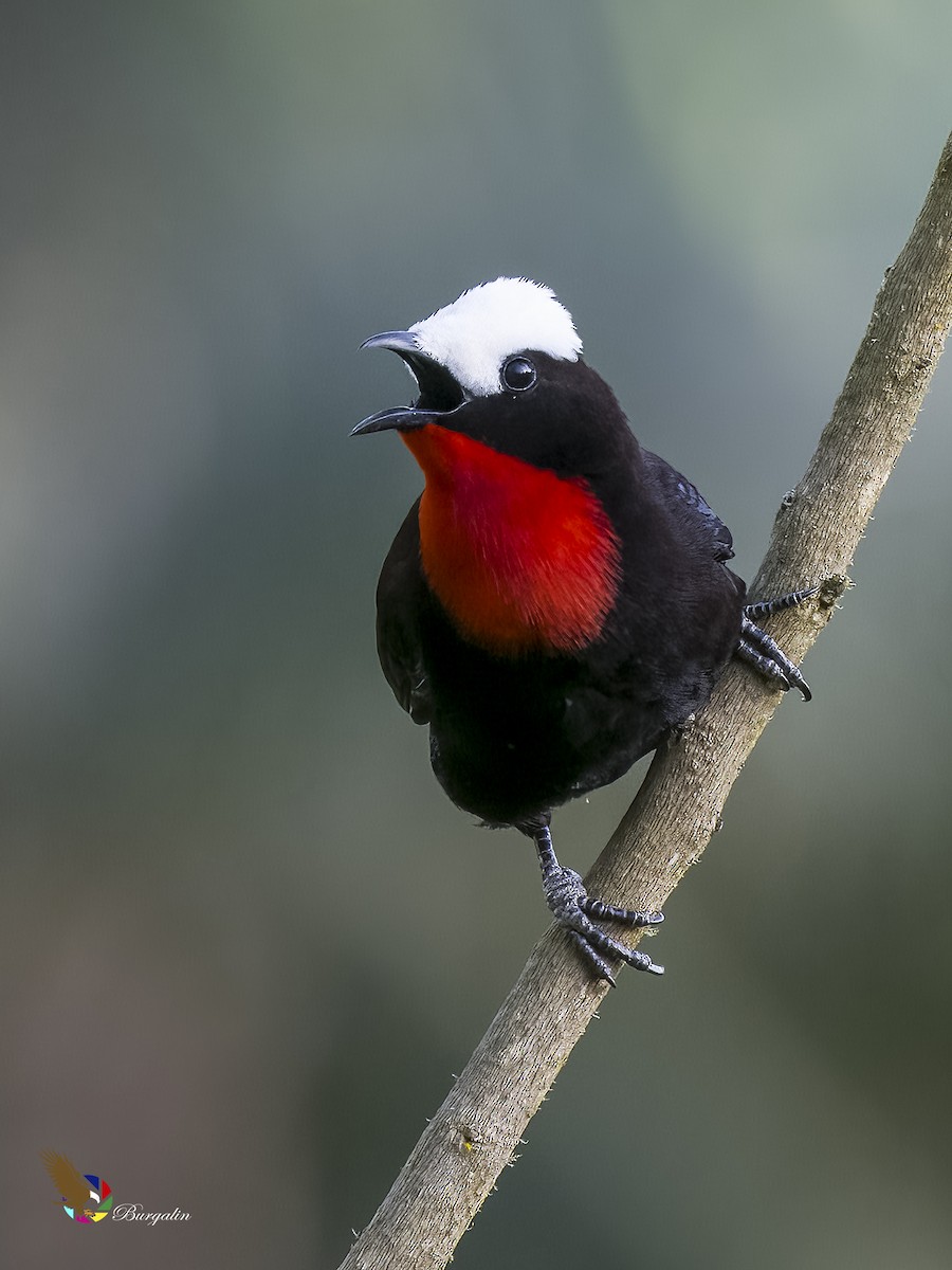 White-capped Tanager - ML620687814