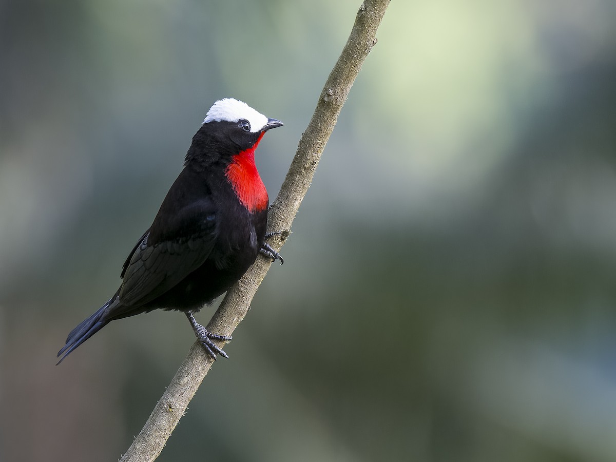 White-capped Tanager - ML620687815