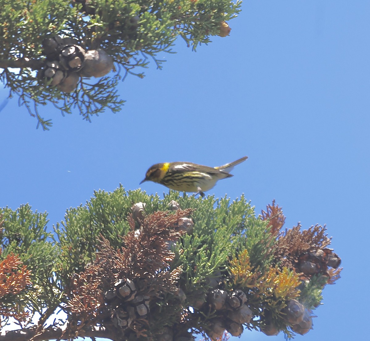 Cape May Warbler - ML620687818
