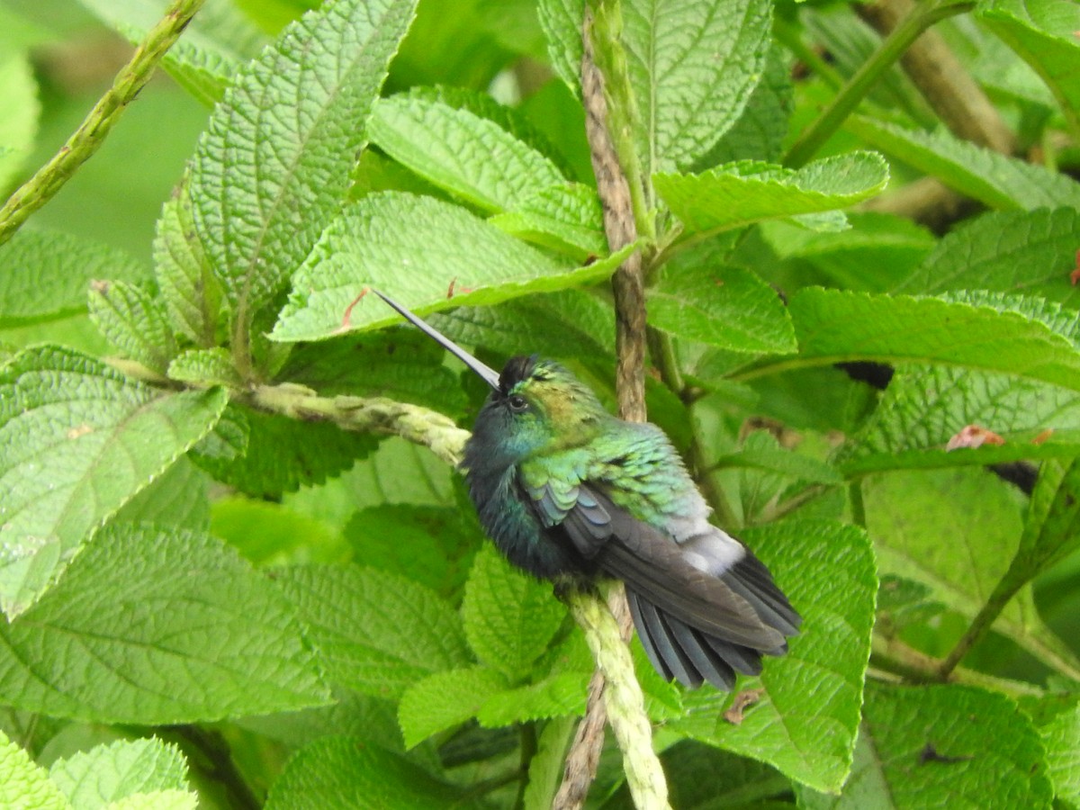 Blue-fronted Lancebill - ML620687819