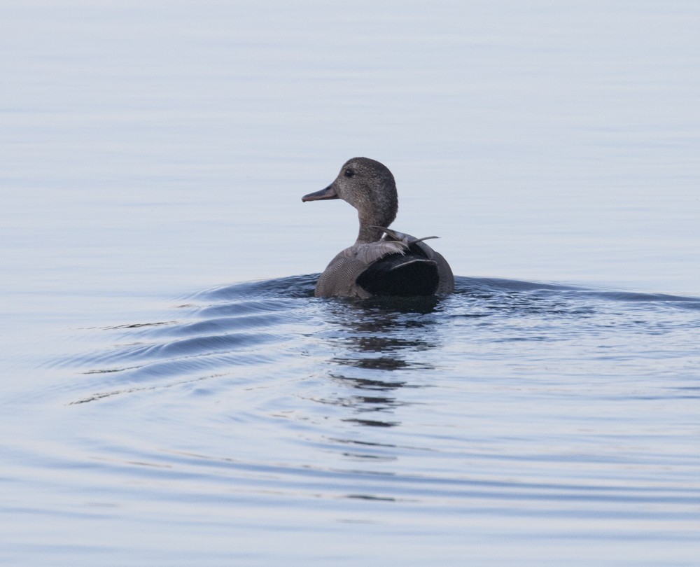 Gadwall - ML620687822