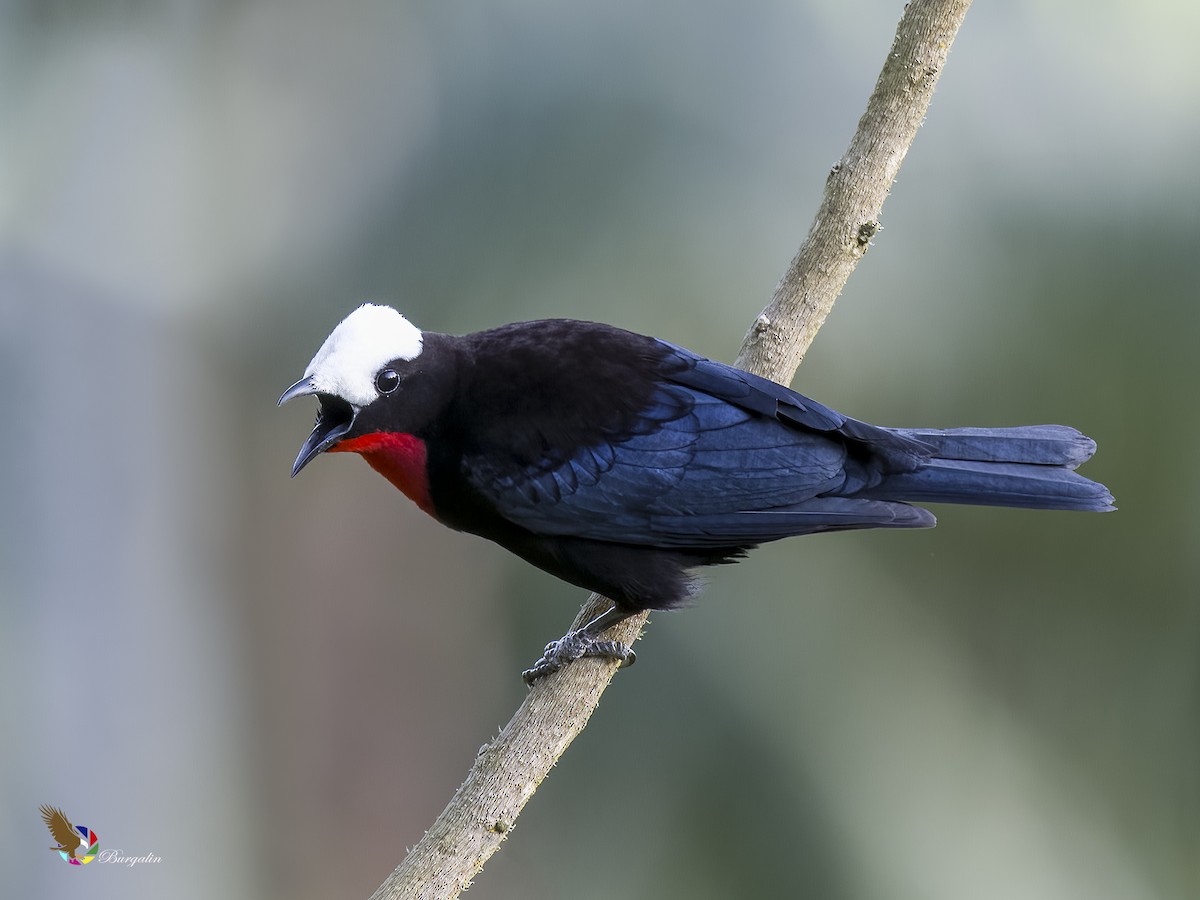 White-capped Tanager - ML620687824