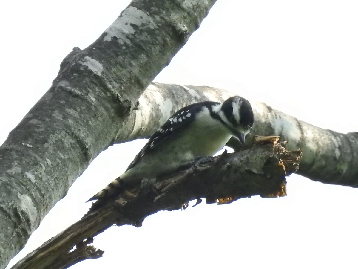 Downy Woodpecker (Eastern) - ML620687825