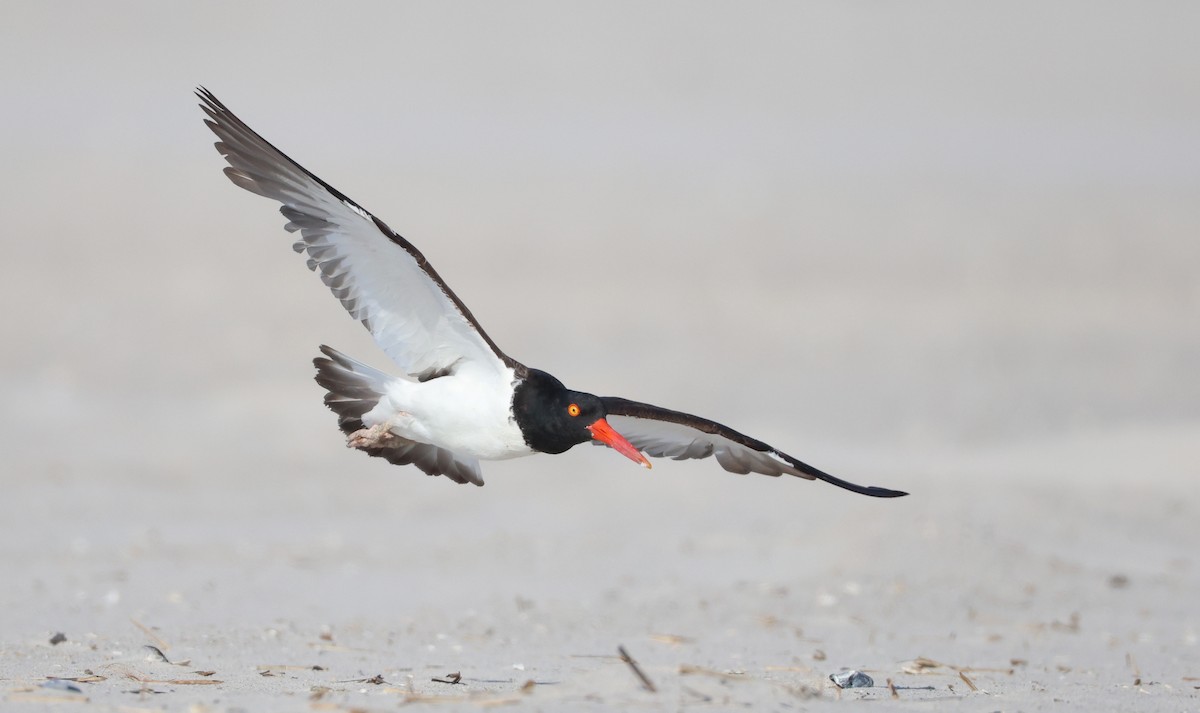 American Oystercatcher - ML620687828