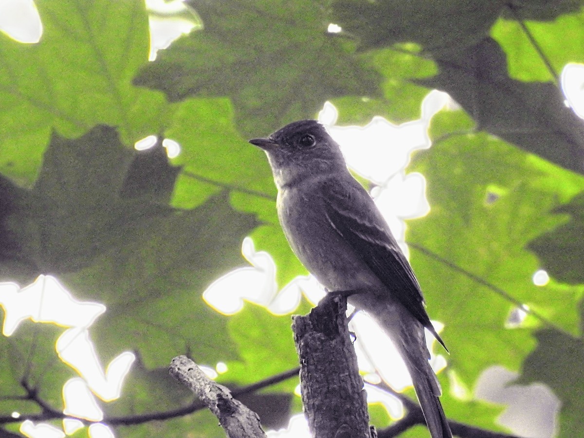 Eastern Wood-Pewee - ML620687829