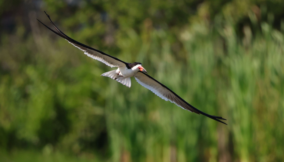 Black Skimmer - Jeff Holmes