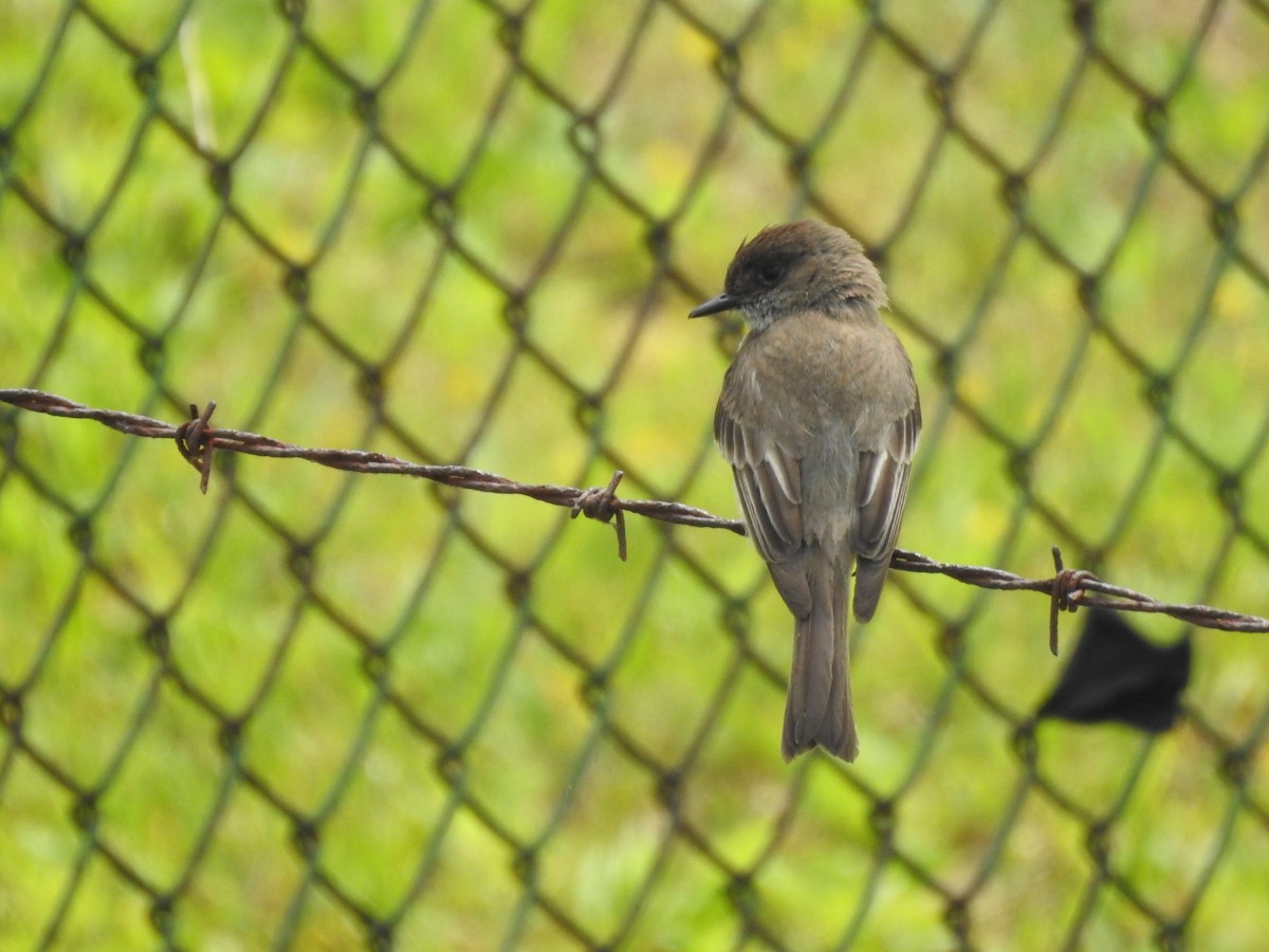 Eastern Phoebe - ML620687834