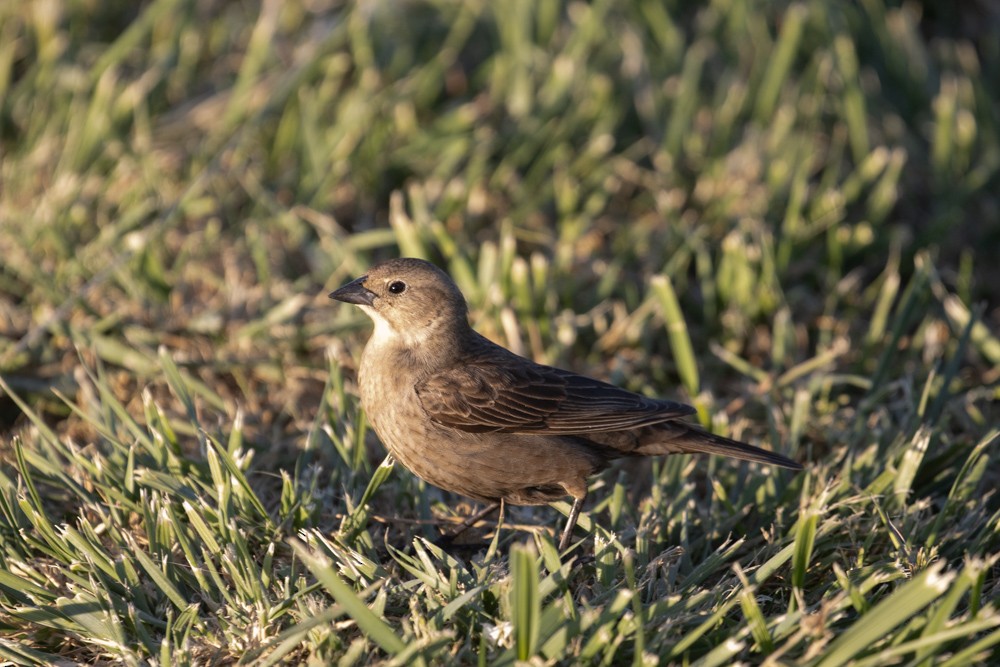 Brown-headed Cowbird - ML620687842