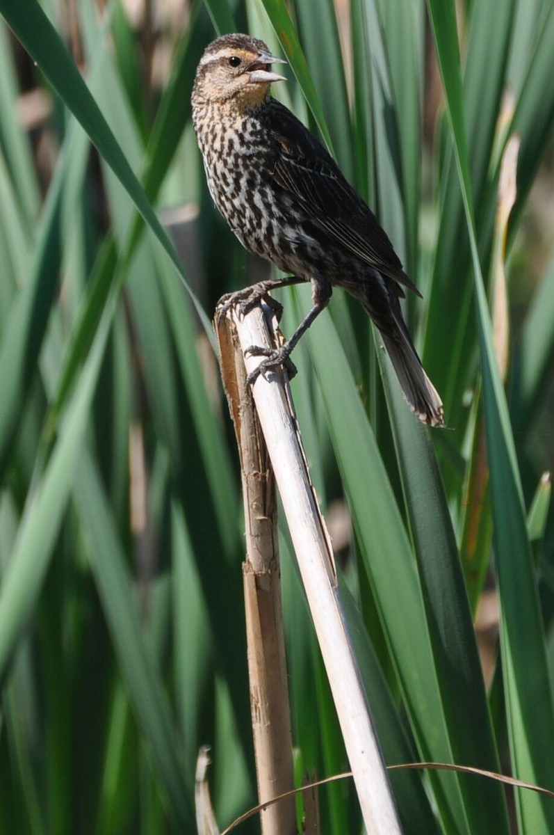 Red-winged Blackbird - ML620687843