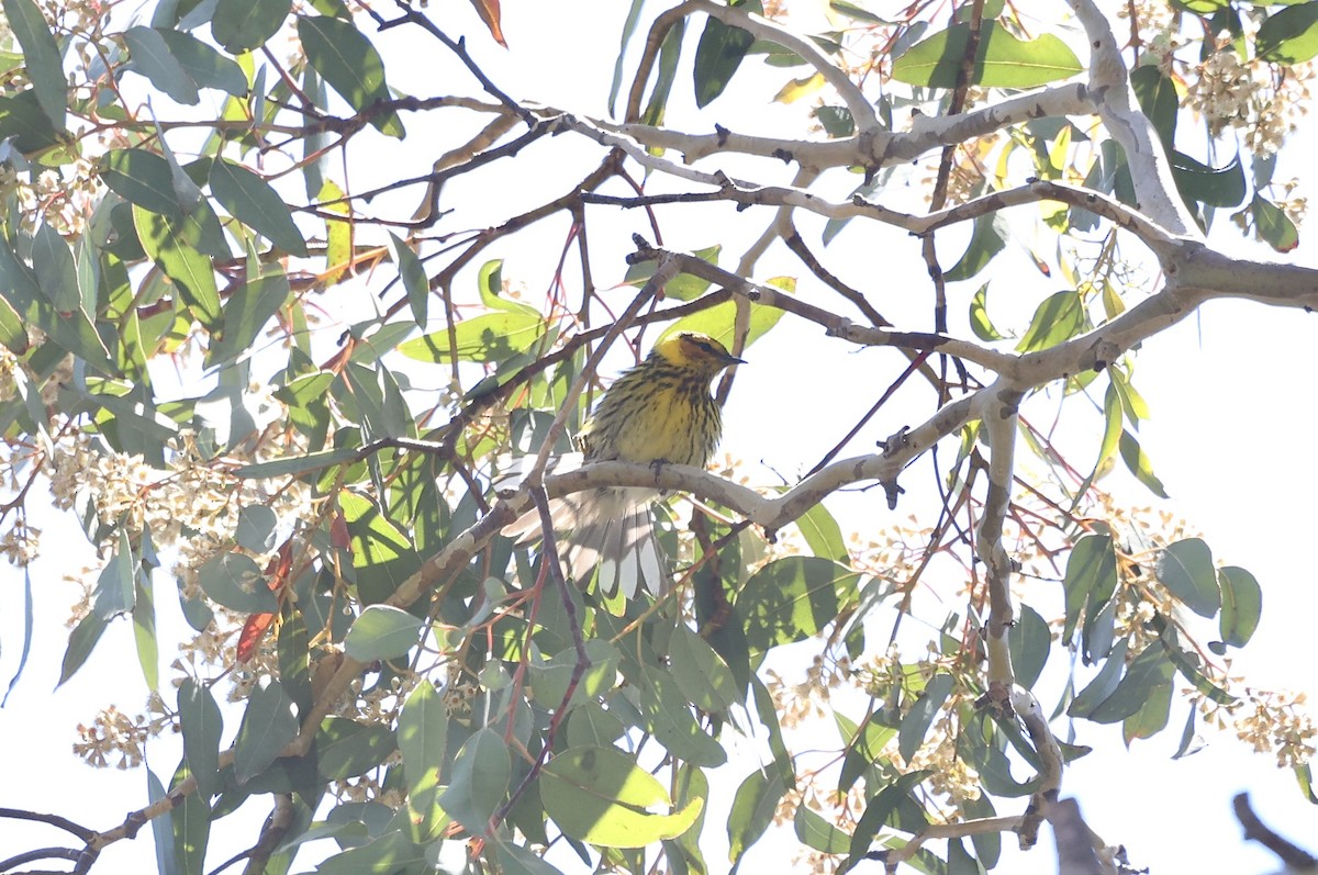 Cape May Warbler - ML620687845