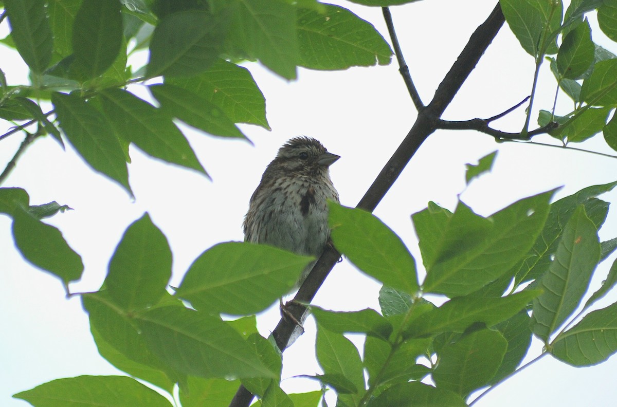 Song Sparrow - ML620687848