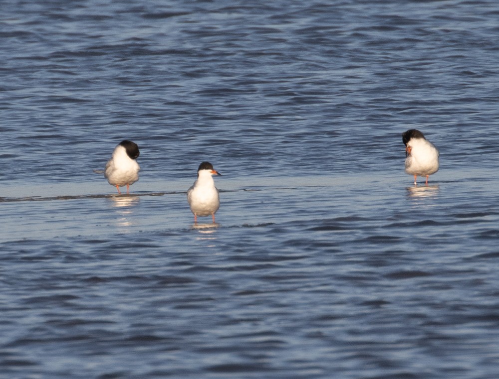 Forster's Tern - ML620687849