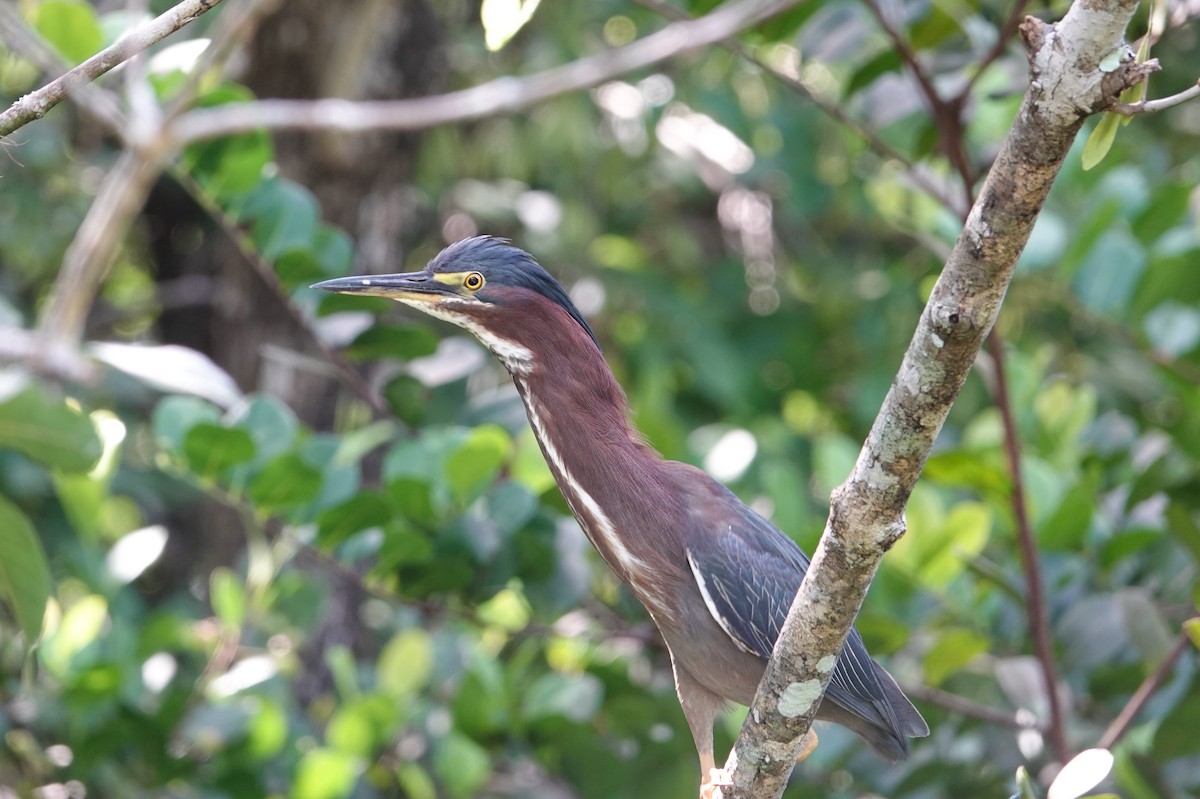 Green Heron - ML620687851