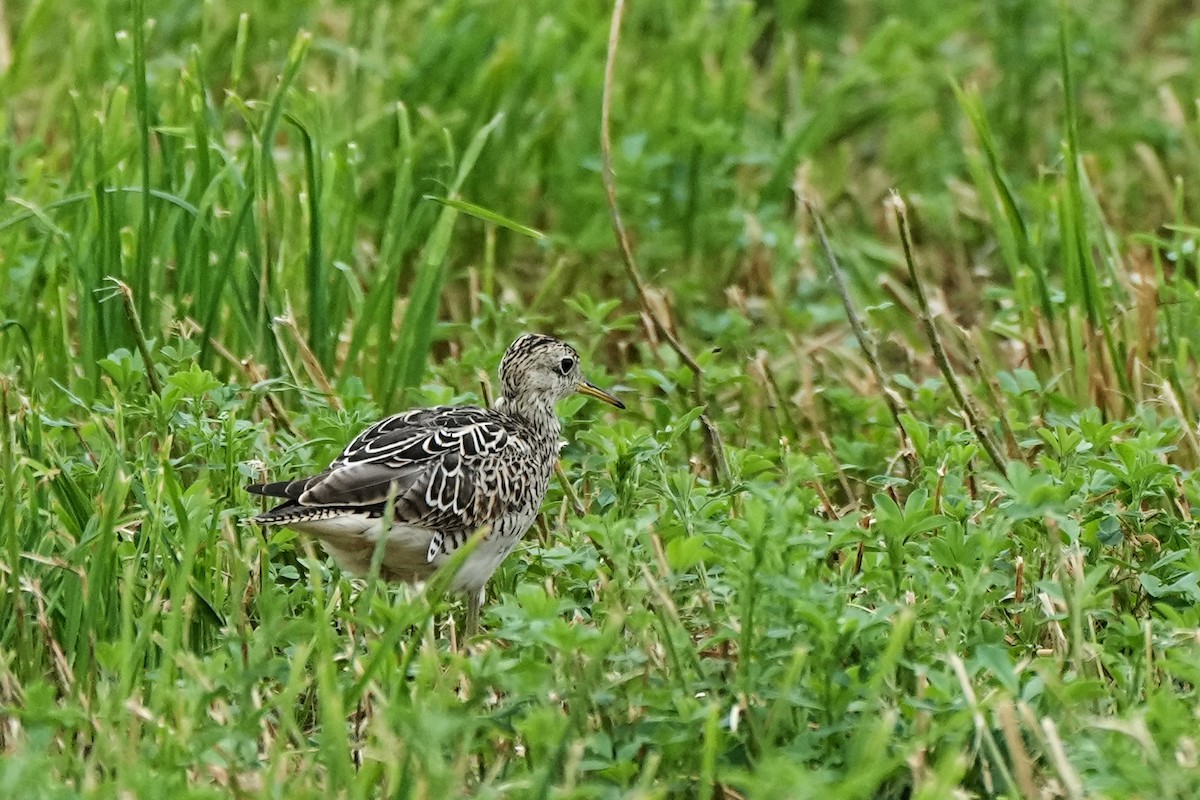 マキバシギ - ML620687854