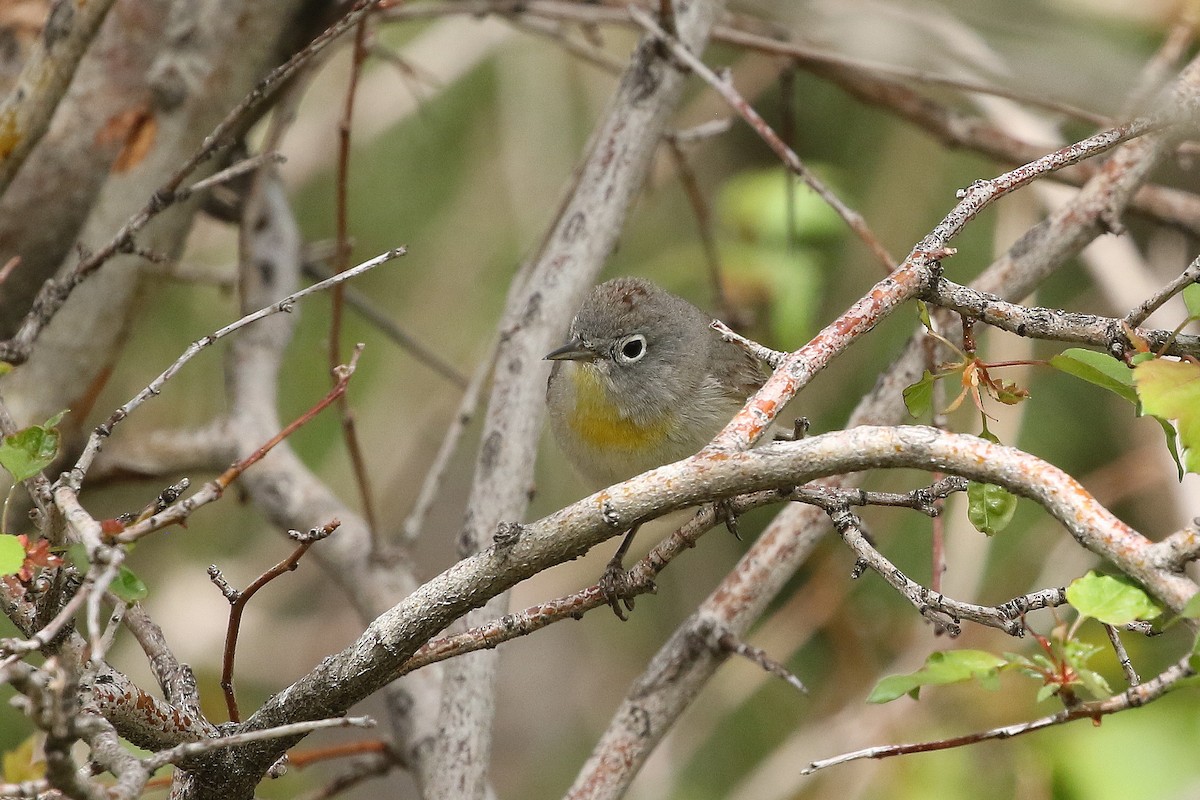 Virginia's Warbler - ML620687856