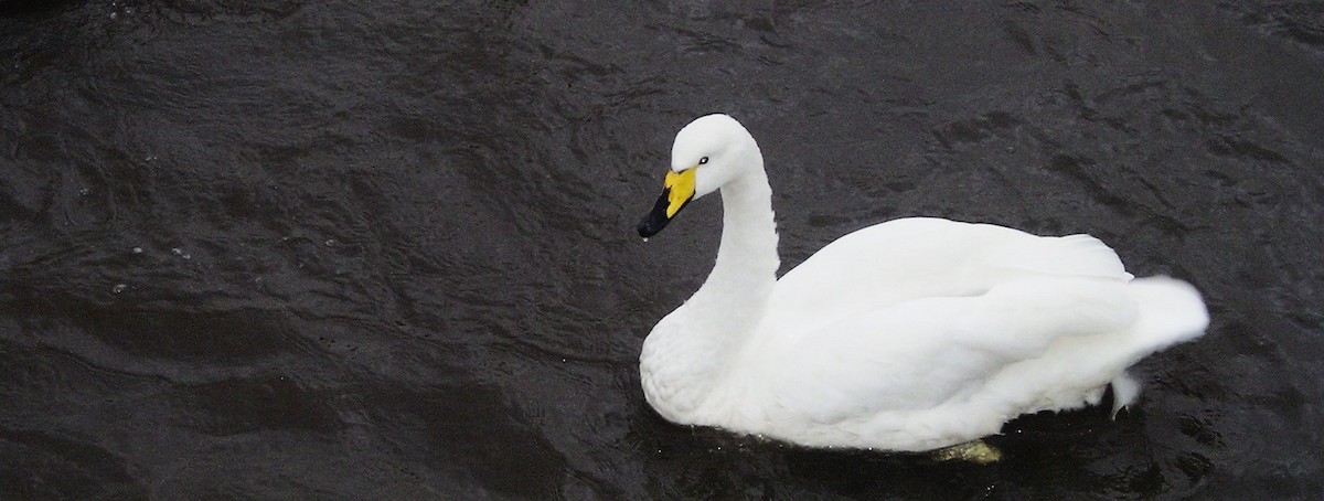 Whooper Swan - ML620687857