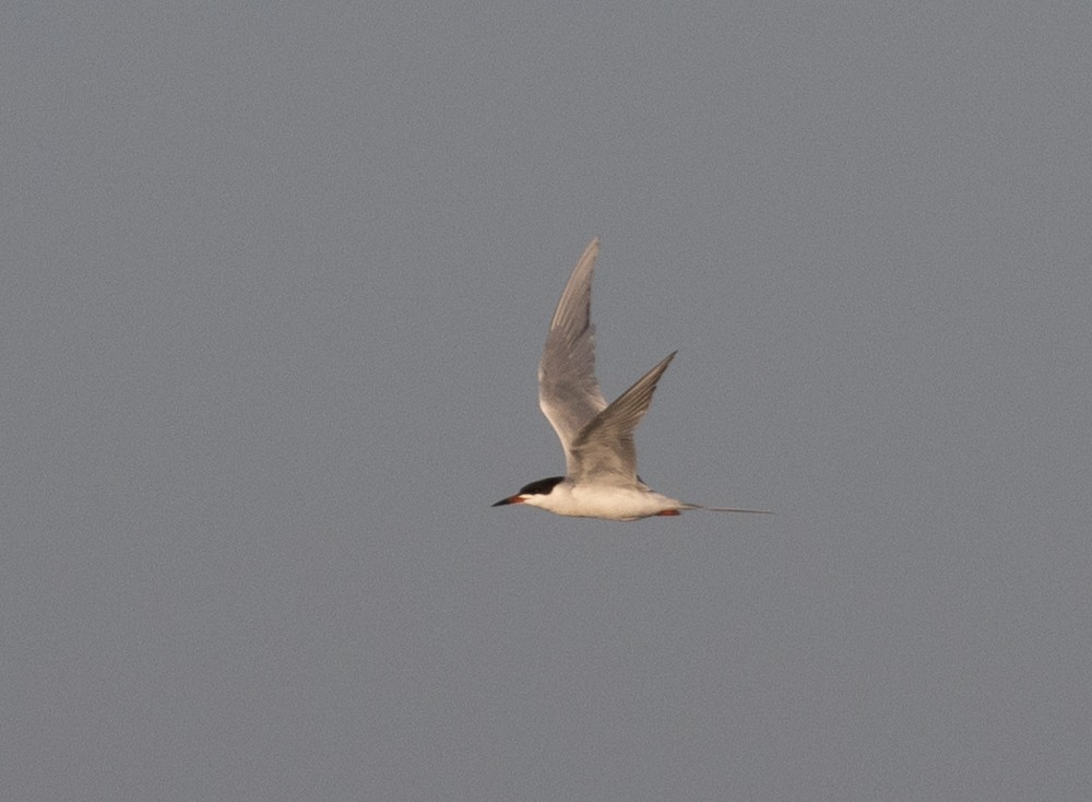 Forster's Tern - ML620687858