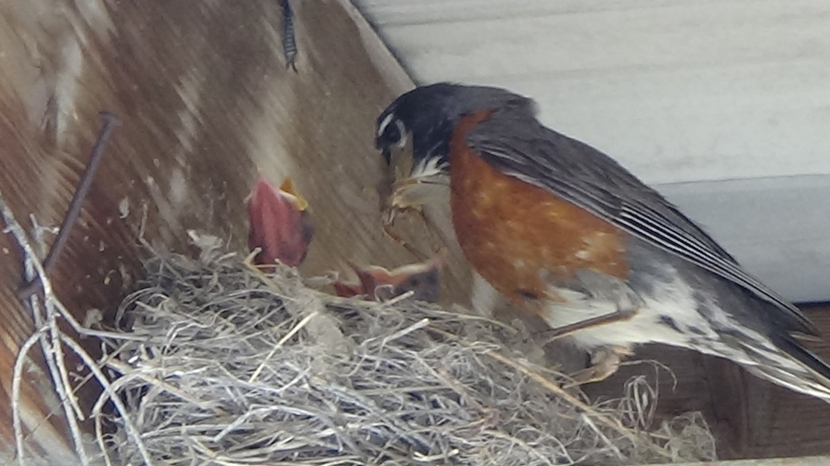 American Robin - ML620687859