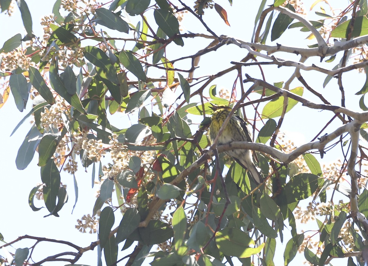 Cape May Warbler - ML620687863