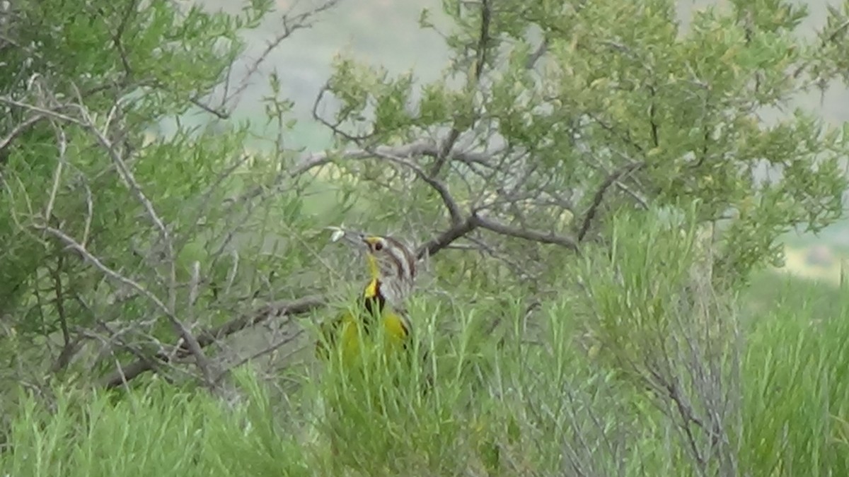 Western Meadowlark - ML620687864