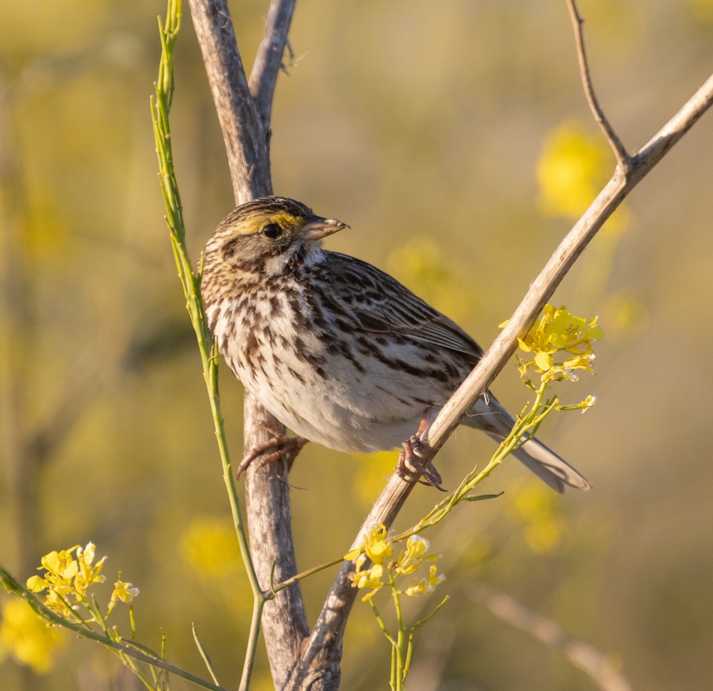 Savannah Sparrow - ML620687865