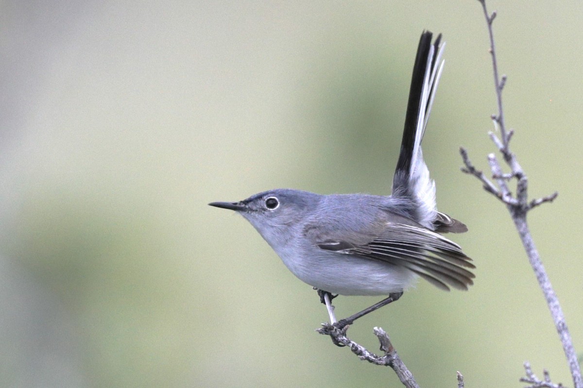 Blue-gray Gnatcatcher - ML620687867