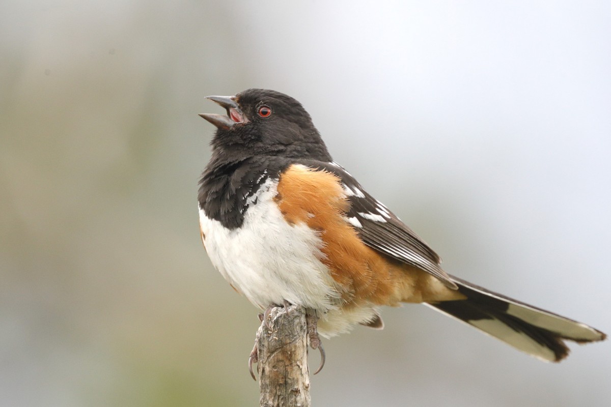 Spotted Towhee - ML620687869