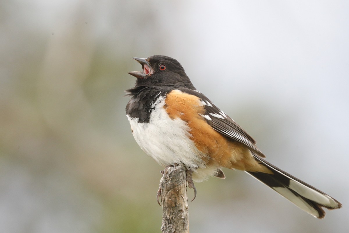 Spotted Towhee - ML620687870