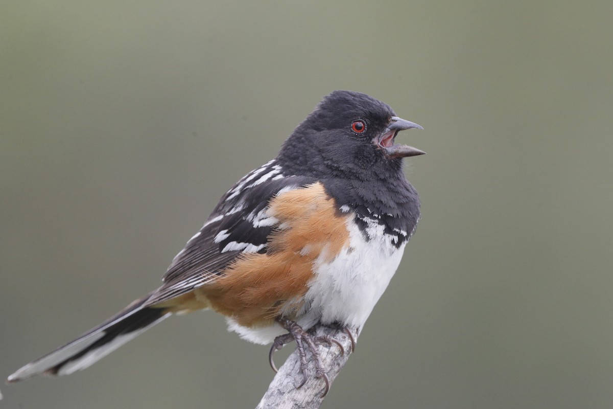 Spotted Towhee - Jun Tsuchiya