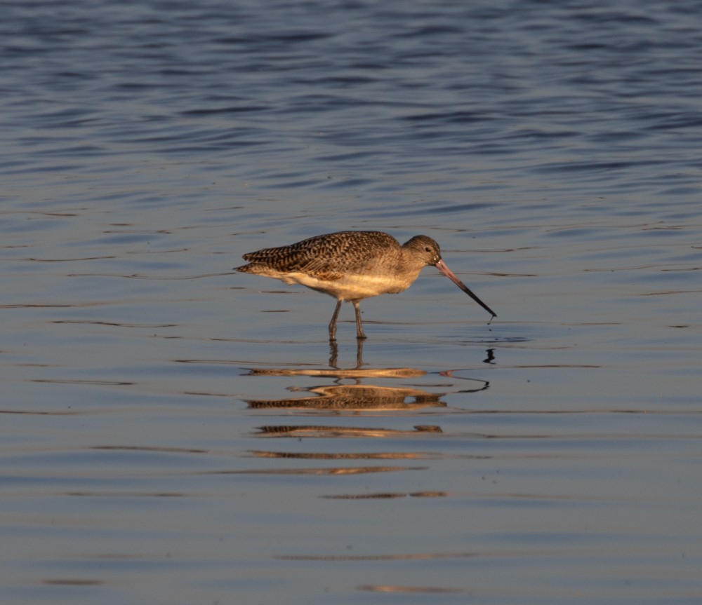 Marbled Godwit - ML620687872