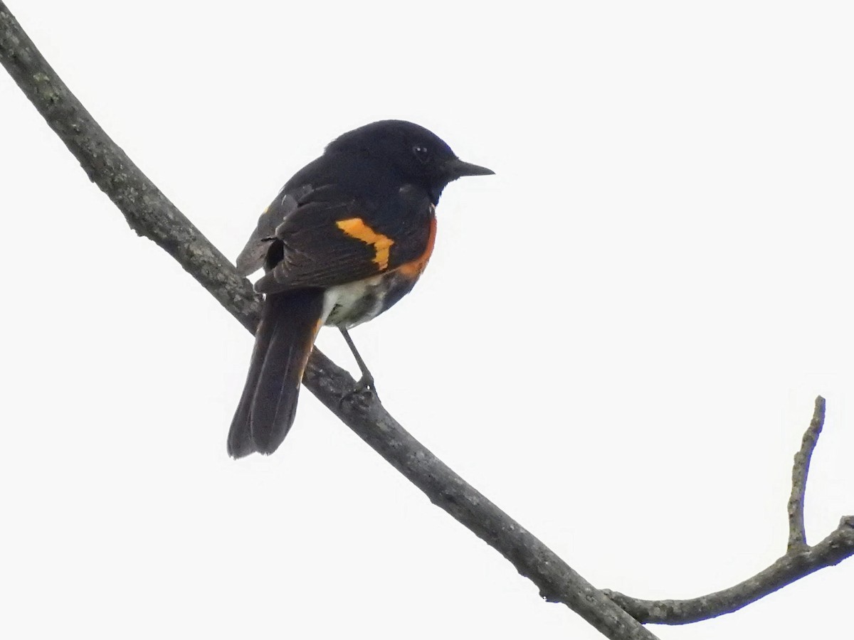 American Redstart - ML620687876