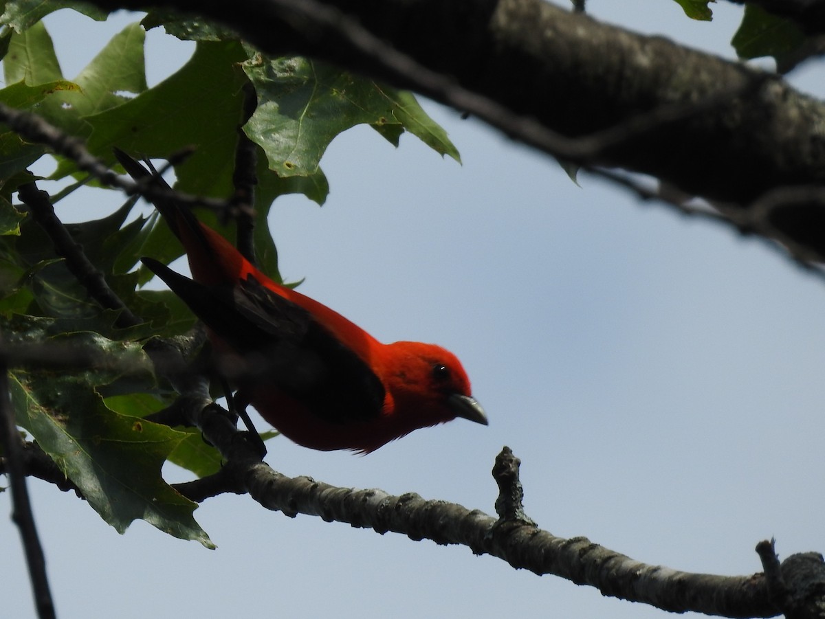 Scarlet Tanager - ML620687885