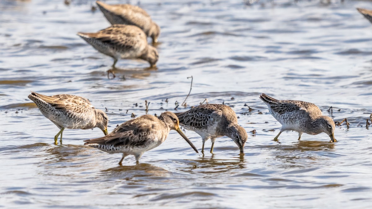 Long-billed Dowitcher - ML620687888