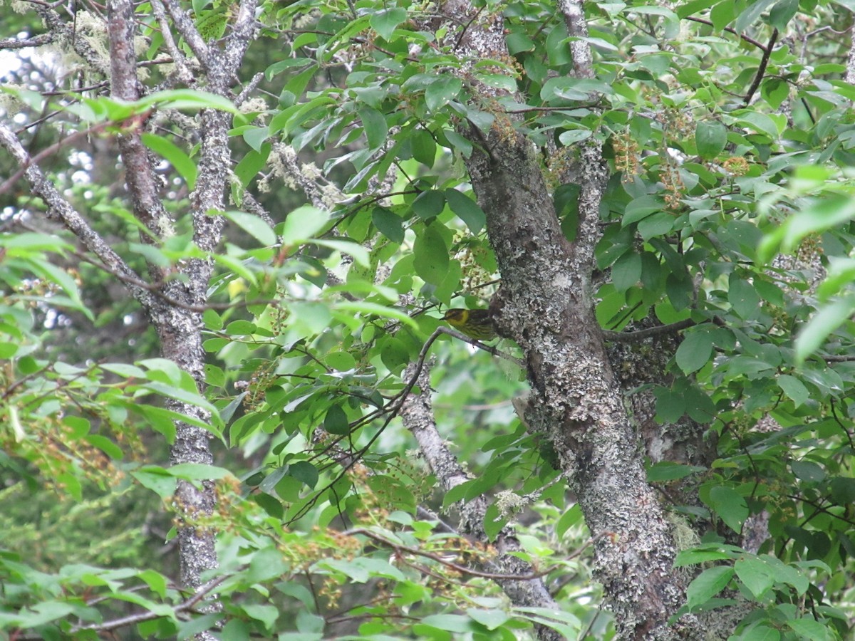 Cape May Warbler - ML620687890