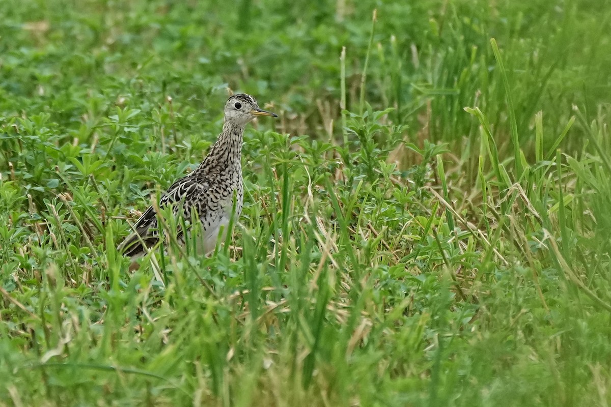 Upland Sandpiper - ML620687891