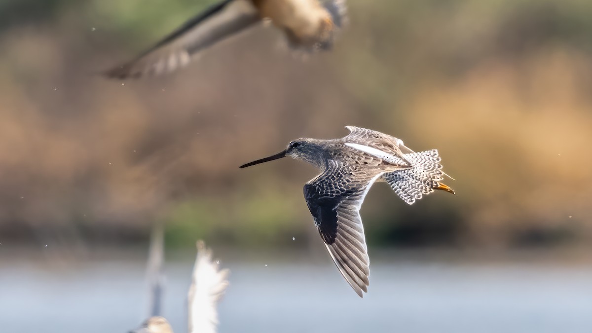 Long-billed Dowitcher - ML620687893