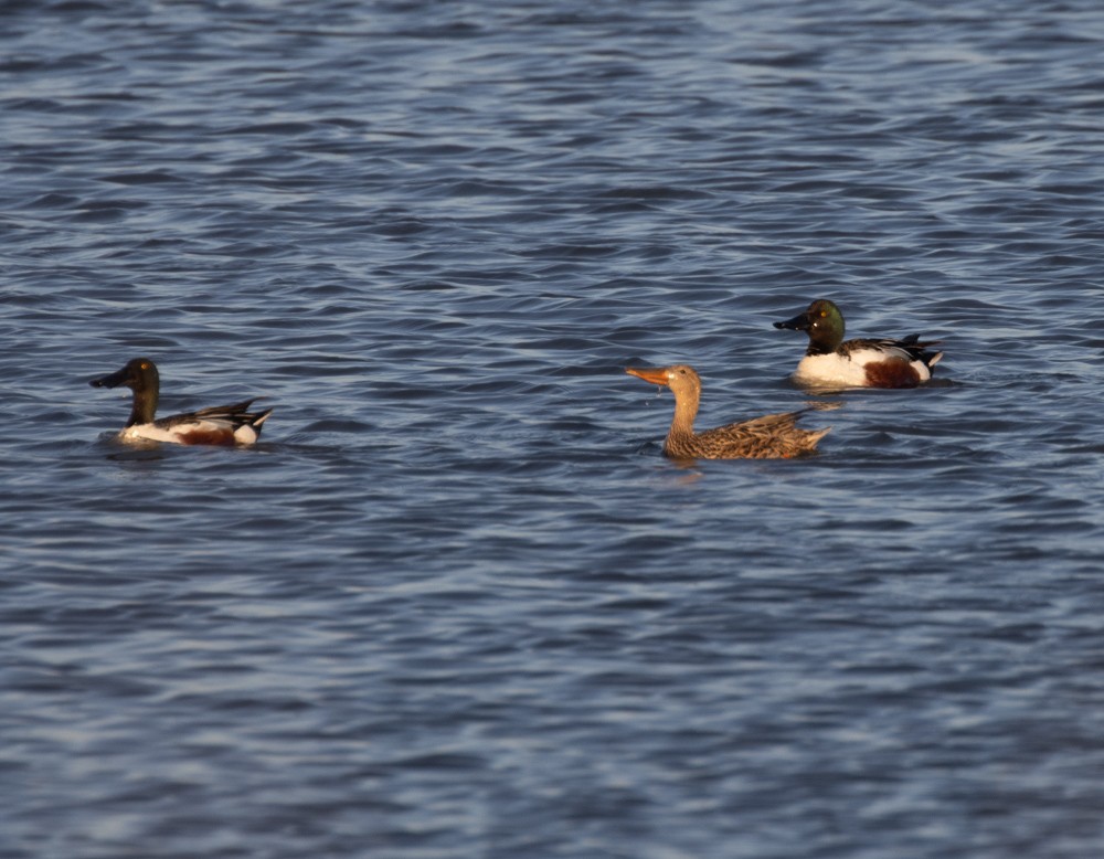 Northern Shoveler - ML620687894