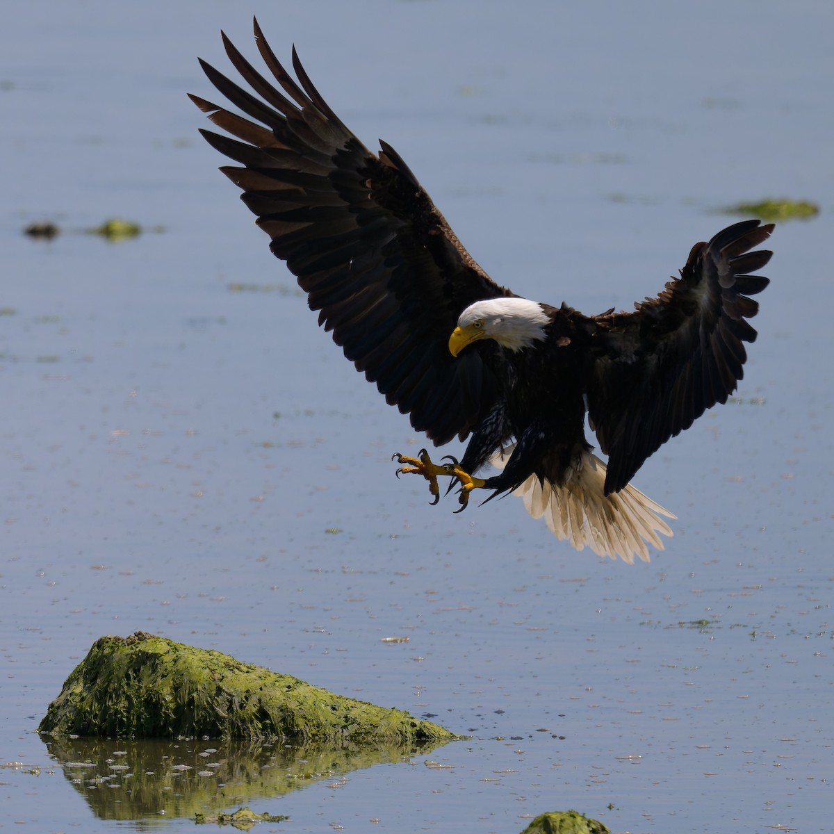 Bald Eagle - ML620687897