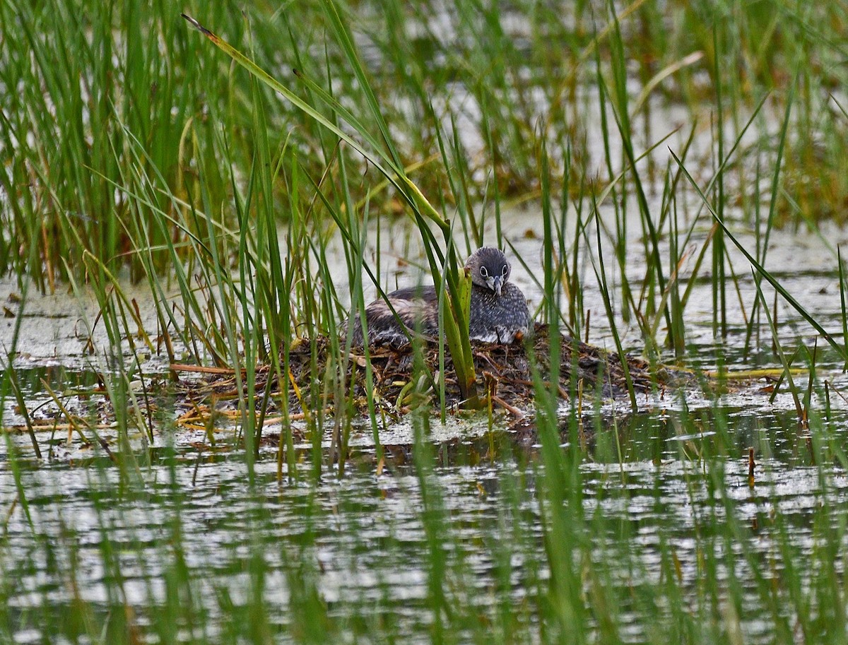 Pied-billed Grebe - ML620687899