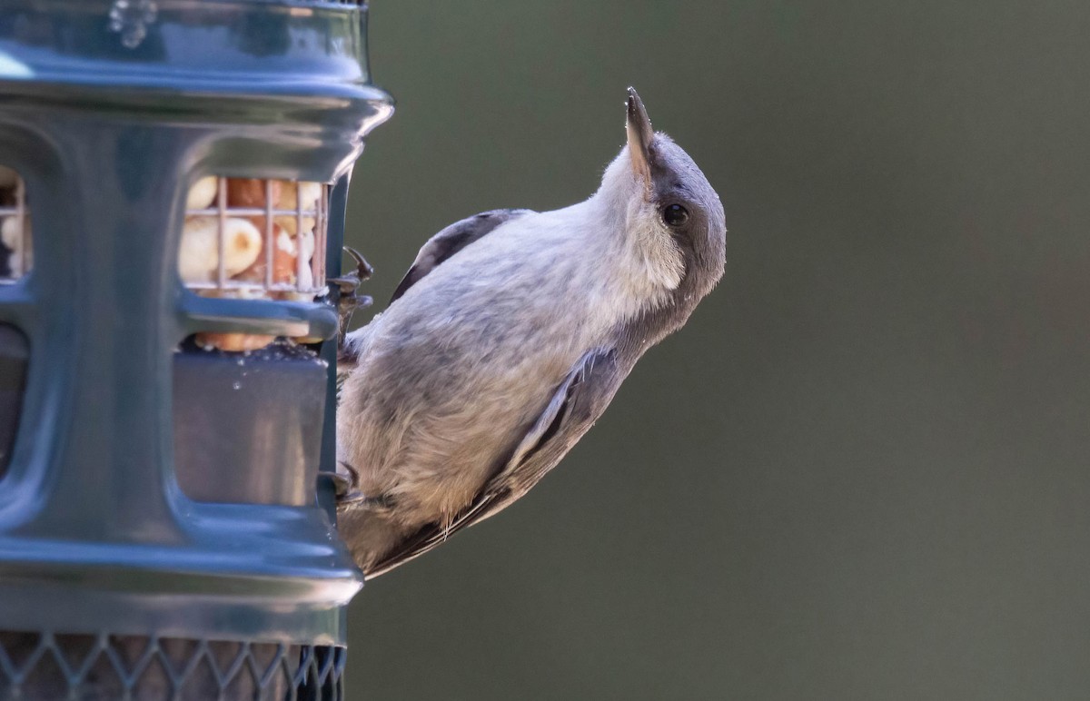 Pygmy Nuthatch - ML620687900