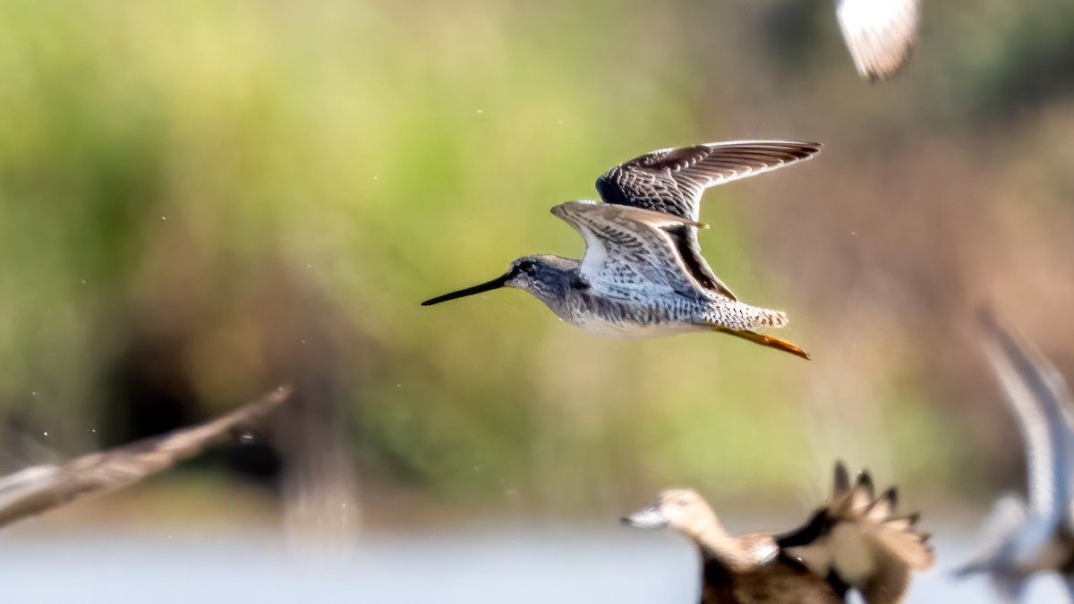 Long-billed Dowitcher - ML620687902