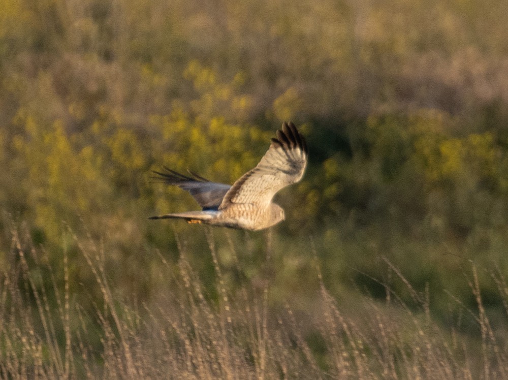 Northern Harrier - Lindy Fung