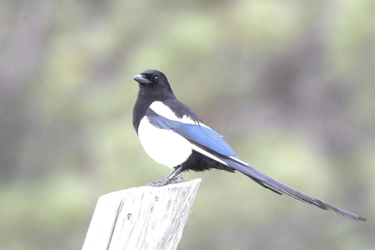 Black-billed Magpie - ML620687910