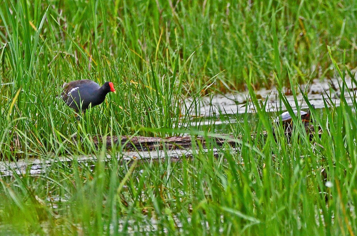 Common Gallinule - ML620687912