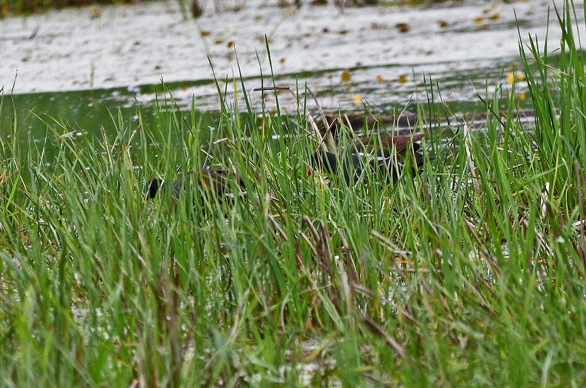 Common Gallinule - ML620687915