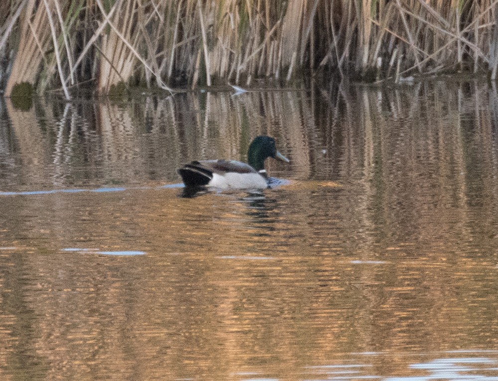 Canard colvert - ML620687916