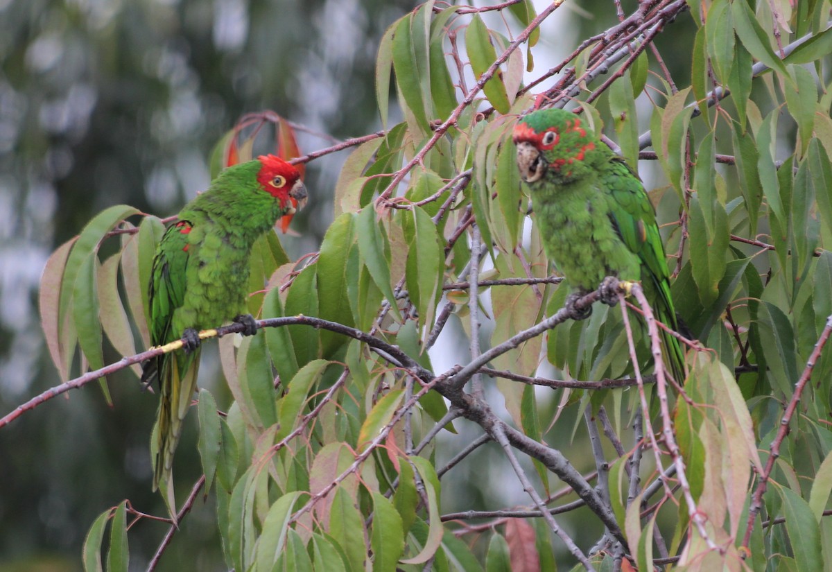 Mitred Parakeet - ML620687918